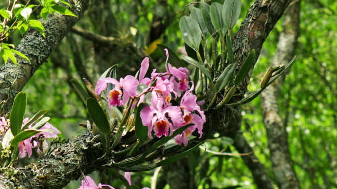 Wiener Orchideengesellschaft