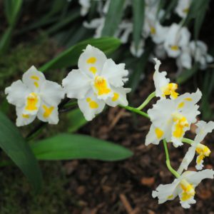 Wiener Orchideengesellschaft
