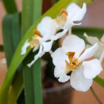 Wiener Orchideengesellschaft - Orchideen sind unsere Leidenschaft …