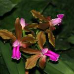 Cattleya-bicolor