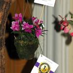 Orchid-show-Budapest_Nov-2019_IMG_3930